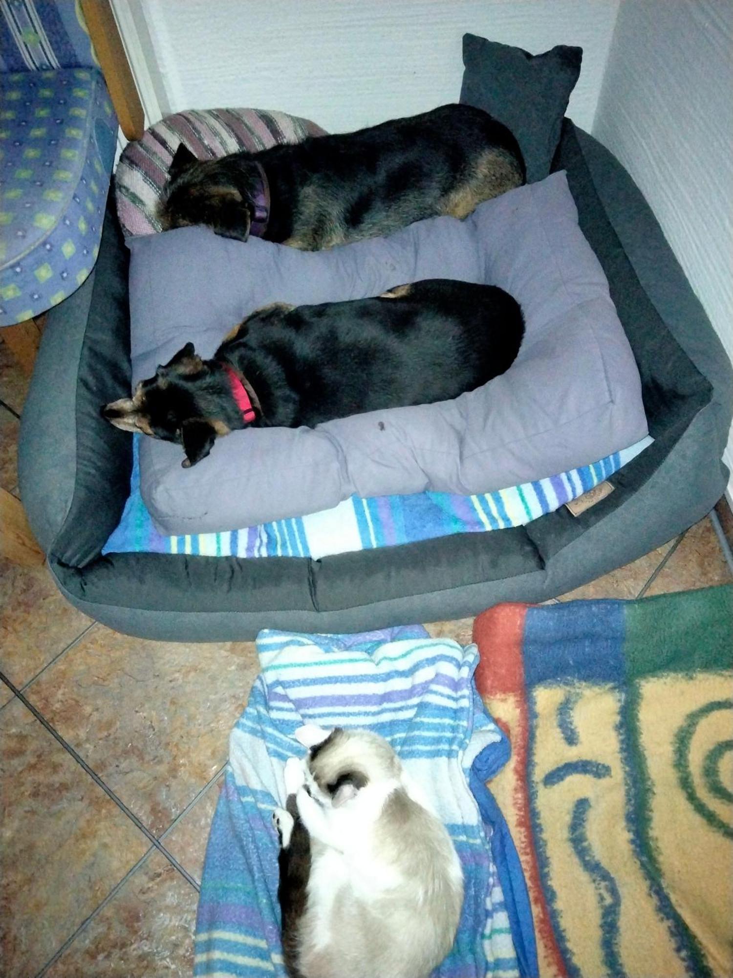 Ferienwohnung Trixi Hollersbach im Pinzgau Εξωτερικό φωτογραφία